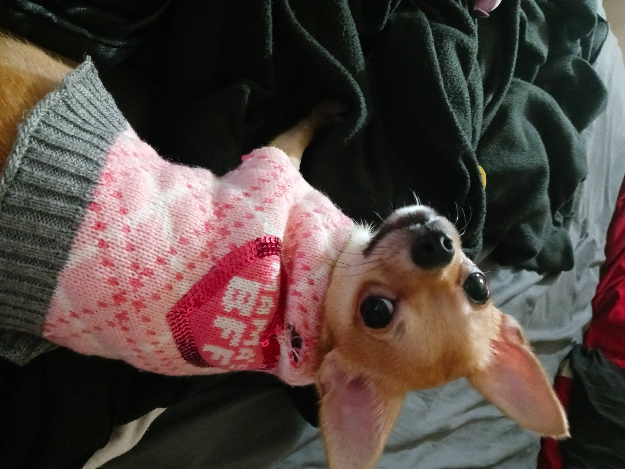 Chichi joined the competition — help win amazing prizes! canidae, carnivore, comfort, companion_dog, dog, dog_breed, dog_clothes, dog_supply, fawn, fur, non_sporting_group, saluki, sighthound, sleeve, snout, sporting_group, toy_dog, whiskers, woolen, working_animal