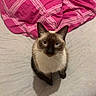 Gucci participe au concours pour gagner de l'argent avec cette photo : animal, bed, blanket, blue_eyes, cat, cozy, curious, domestic_animal, ears, feline, fur, home, indoor, looking_up, pet, pink_blanket, resting, siamese_cat, sleeping_area, whiskers