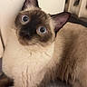 Gucci participe au concours pour gagner de l'argent avec cette photo : cat, siamese_cat, blue_eyes, fur, pet, indoor, curious, resting, animal, mammal, whiskers, ears, face, looking_up, soft_surface, furniture, domestic, closeup, portrait, cute