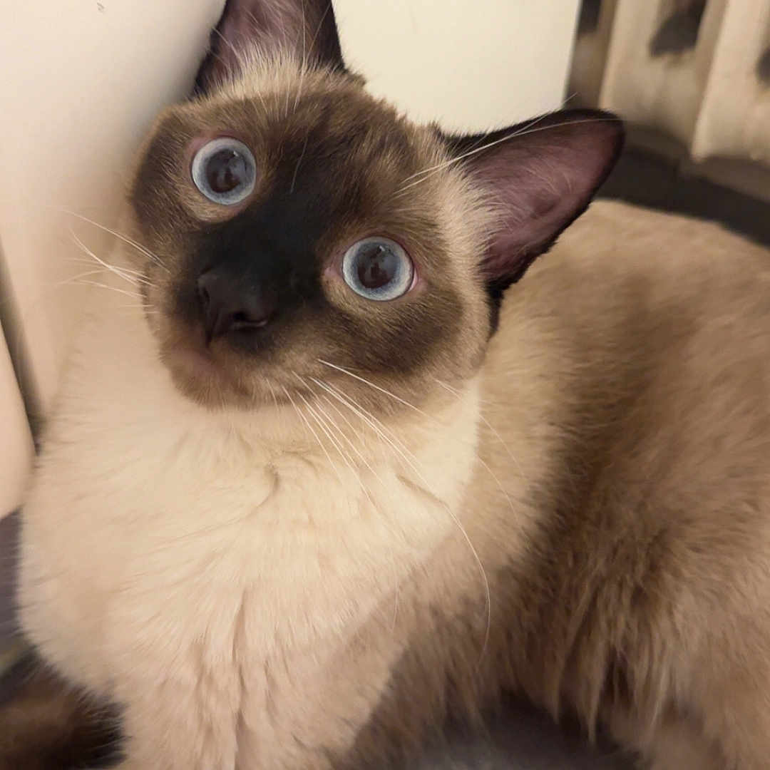 Gucci participe au concours pour gagner de l'argent avec cette photo : cat, siamese_cat, blue_eyes, fur, pet, indoor, curious, resting, animal, mammal, whiskers, ears, face, looking_up, soft_surface, furniture, domestic, closeup, portrait, cute
