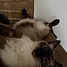 Gucci a rejoint le concours — aidez-le/la à gagner de superbes lots ! animal, blue_eyes, cardboard_box, cat, curious, cute, domestic_animal, feline, fur, home, indoor, looking_up, lying_down, mammal, pet, playful, relaxed, resting, siamese_cat, whiskers