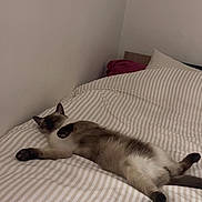 Gucci participe au concours pour gagner de l'argent avec cette photo : animal, bed, cat, cozy, domestic, feline, fur, home, indoor, paws, pet, quiet, relaxed, resting, sleep, sleeping, striped, striped_bedspread, tail, whiskers