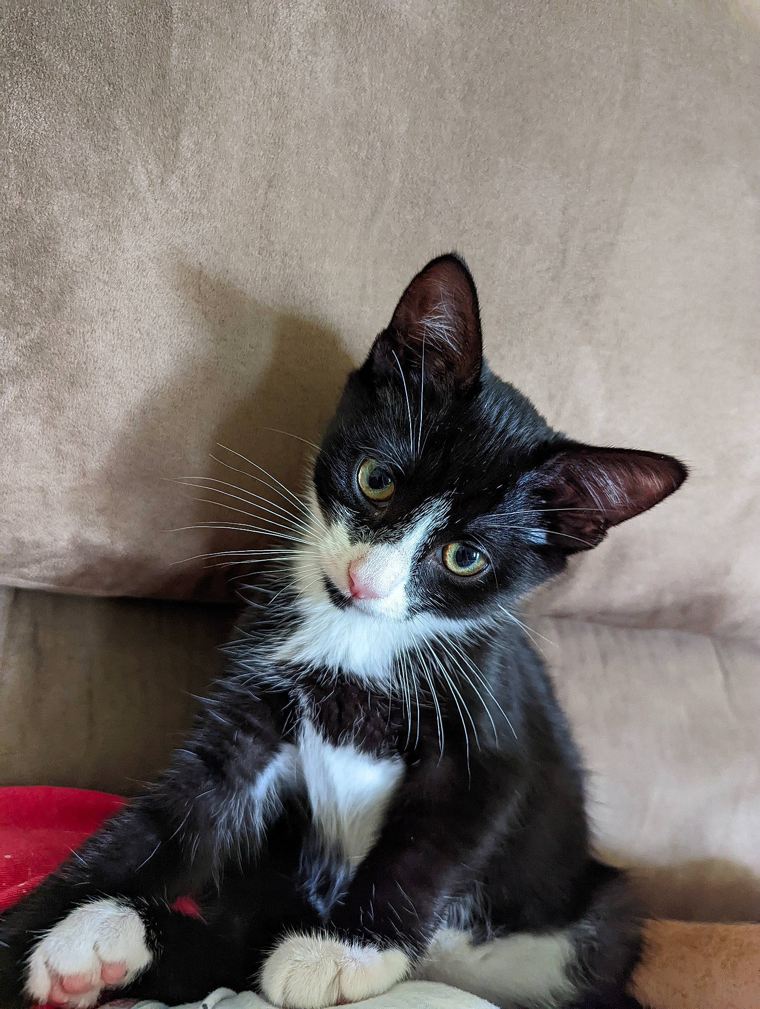 Katniss Everdeen is registered to the contest to win money with this photo: black_cat, carnivore, cat, claw, comfort, domestic_short_haired_cat, eye, felidae, foot, fur, paw, sitting, small_to_medium_sized_cats, snout, tail, terrestrial_animal, whiskers