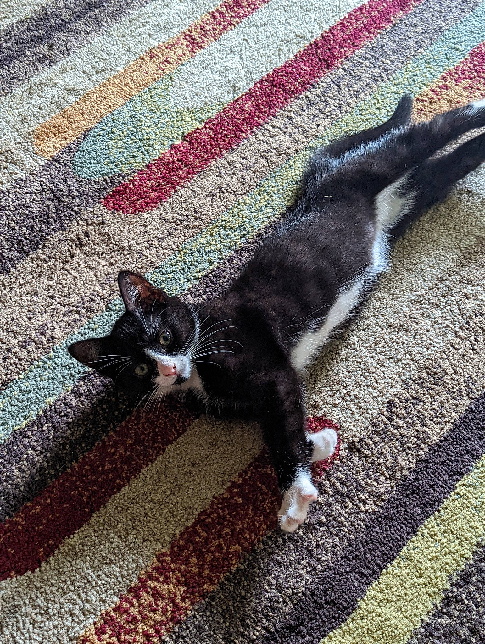 Katniss Everdeen joined the competition — help win amazing prizes! asphalt, carnivore, cat, comfort, companion_dog, dog_breed, domestic_short_haired_cat, felidae, floor, flooring, fur, grass, grey, human_leg, road_surface, small_to_medium_sized_cats, snout, sporting_group, tail, whiskers