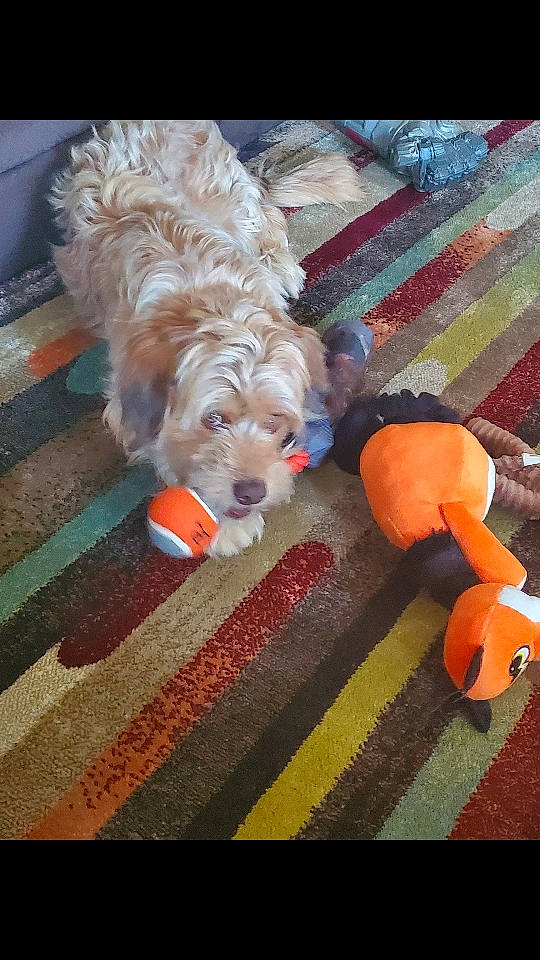 Charlie joined the competition — help win amazing prizes! canidae, carnivore, cavachon, cavapoo, cockapoo, companion_dog, dog, dog_breed, goldendoodle, irish_soft_coated_wheaten_terrier, labradoodle, maltese, poodle_crossbreed, puppy, schnoodle, spaniel, spinone_italiano, sporting_group, sporting_lucas_terrier, toy_dog