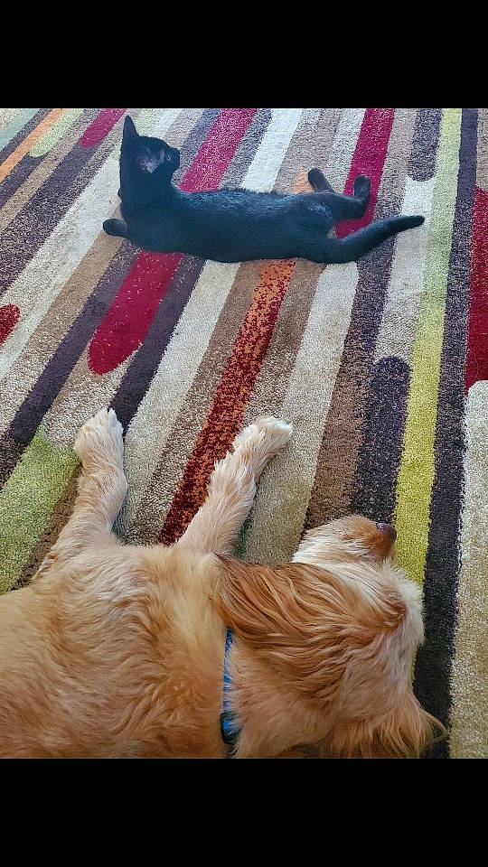 Charlie joined the competition — help win amazing prizes! canidae, carnivore, cat, companion_dog, dog, dog_breed, fawn, felidae, fur, golden_retriever, paw, puppy, puppy_love, retriever, sporting_group, tail, textile