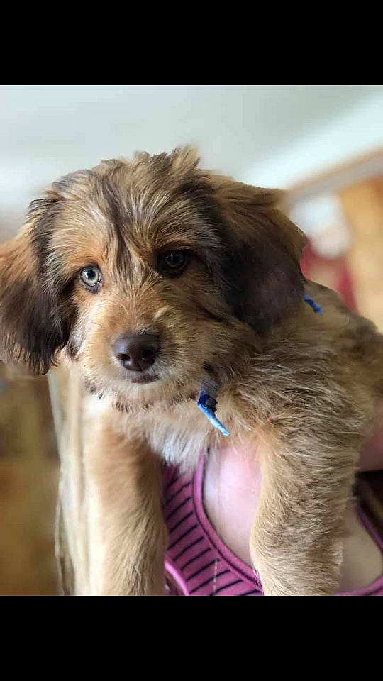 Charlie is registered to the contest to win money with this photo: canidae, carnivore, cavachon, companion_dog, dog, dog_breed, mammal, morkie, norfolk_terrier, poodle_crossbreed, puppy, puppy_love, rare_breed_dog, schnoodle, snout, sporting_group, sporting_lucas_terrier, terrier, vertebrate, yorkipoo