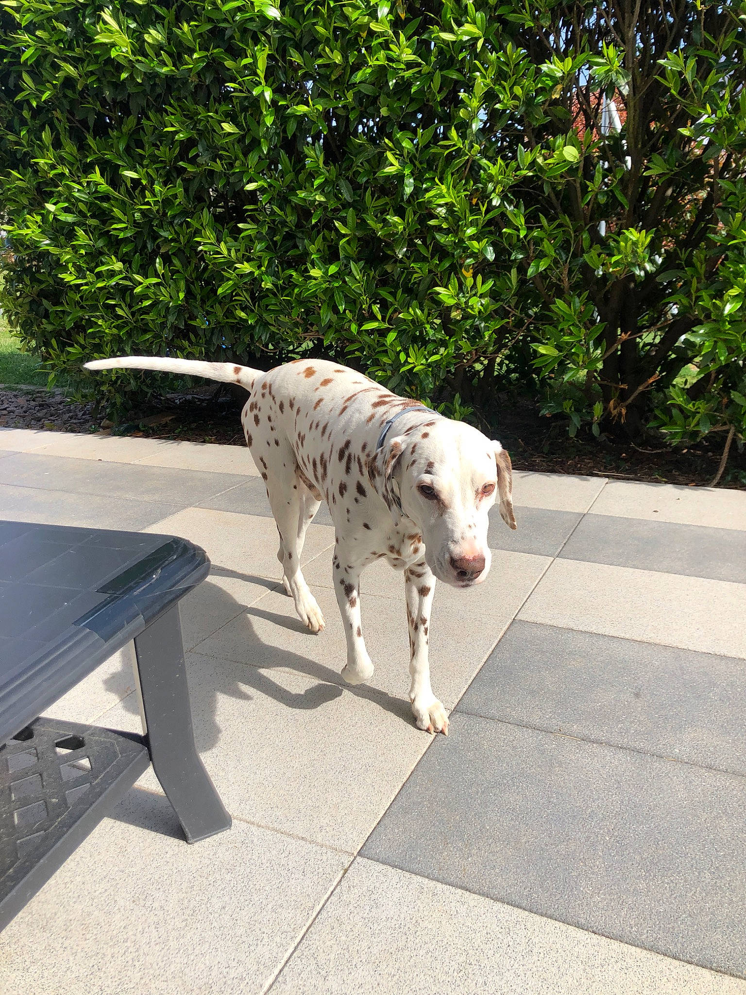 Falcon participe au concours pour gagner de l'argent avec cette photo : canidae, carnivore, dalmatian, dog, dog_breed, fawn, non_sporting_group, pointer, sporting_group