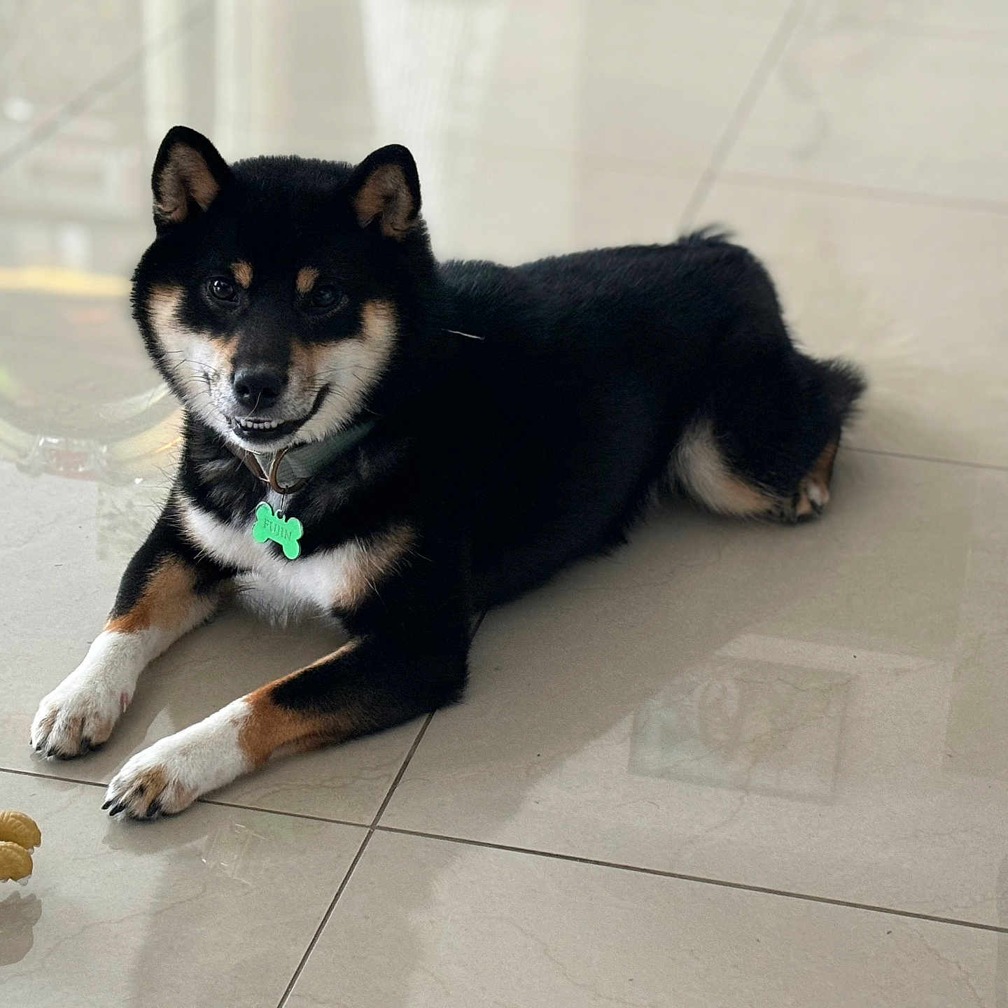 Fujin a rejoint le concours — aidez-le/la à gagner de superbes lots ! animal, black_coat, canine, collar, dog, ears, floor, friendly, green_tag, indoor, lying_down, paws, pet, relaxed, rubber_chicken, shiba_inu, smiling, tan_coat, tile, toy