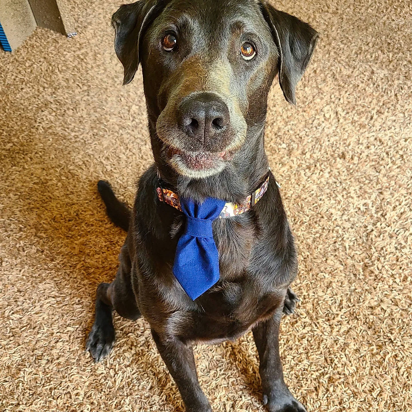 Castiel joined the competition — help win amazing prizes! borador, carnivore, collar, companion_dog, dog, dog_breed, dog_collar, electric_blue, gun_dog, liver, pet_supply, snout, sporting_group, whiskers, working_animal