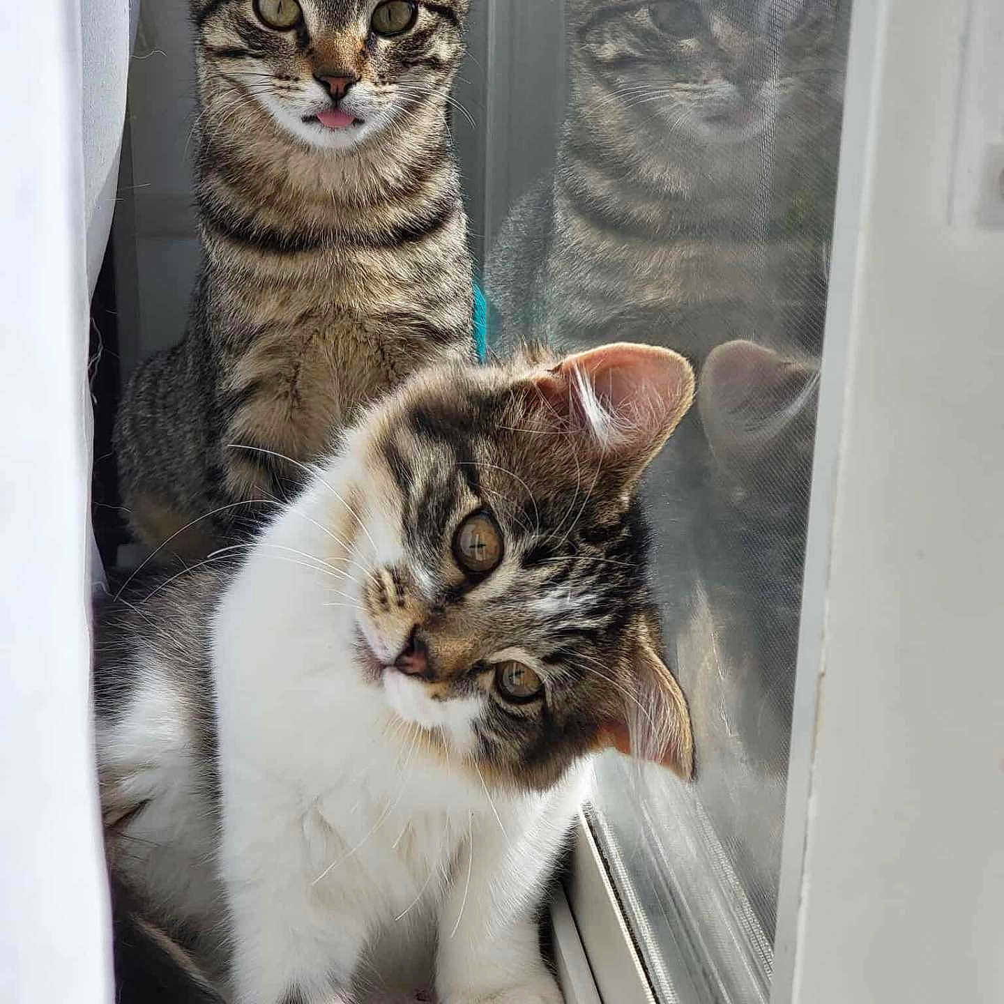 Tutu And Gandalf joined the competition — help win amazing prizes! cat, kitten, tabby, window, reflection, curious, cute, pet, indoor, fur, whiskers, ears, playful, animal, young, looking, closeup, portrait, domestic, adorable