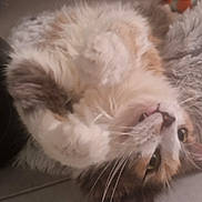 Cracotte a rejoint le concours — aidez-le/la à gagner de superbes lots ! animal, cat, closeup, cozy, cute, domestic, ears, face, feline, fluffy, fur, indoor, lying_down, nose, paw, pet, playful, relaxed, soft, whiskers