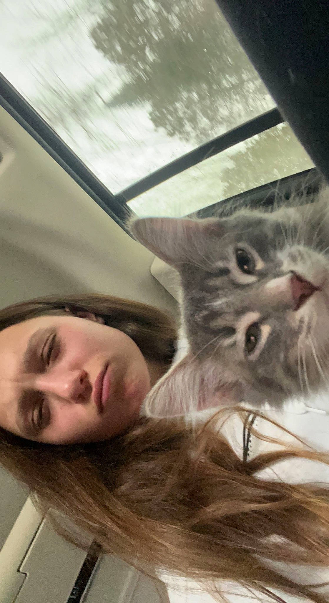 Nicklaus joined the competition — help win amazing prizes! carnivore, cat, comfort, domestic_short_haired_cat, eye, eyebrow, eyelash, fawn, felidae, fun, fur, gesture, happy, jaw, long_hair, nose, selfie, small_to_medium_sized_cats, snout, whiskers