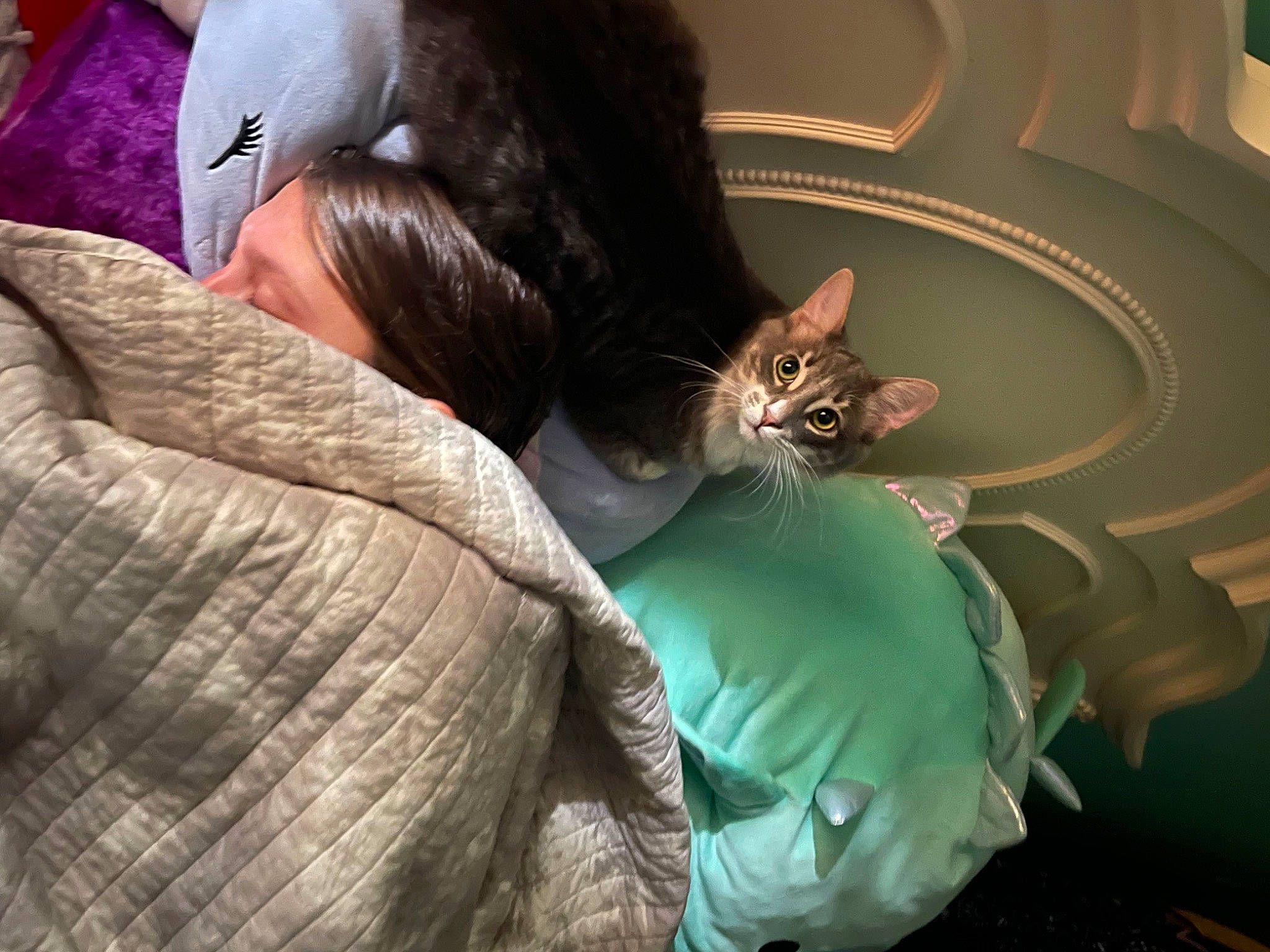 Nicklaus joined the competition — help win amazing prizes! baseball_cap, bed, brown_hair, carnivore, cat, comfort, domestic_short_haired_cat, ear, fawn, felidae, fur, gesture, lap, linens, sitting, small_to_medium_sized_cats, tail, textile, vertebrate, whiskers