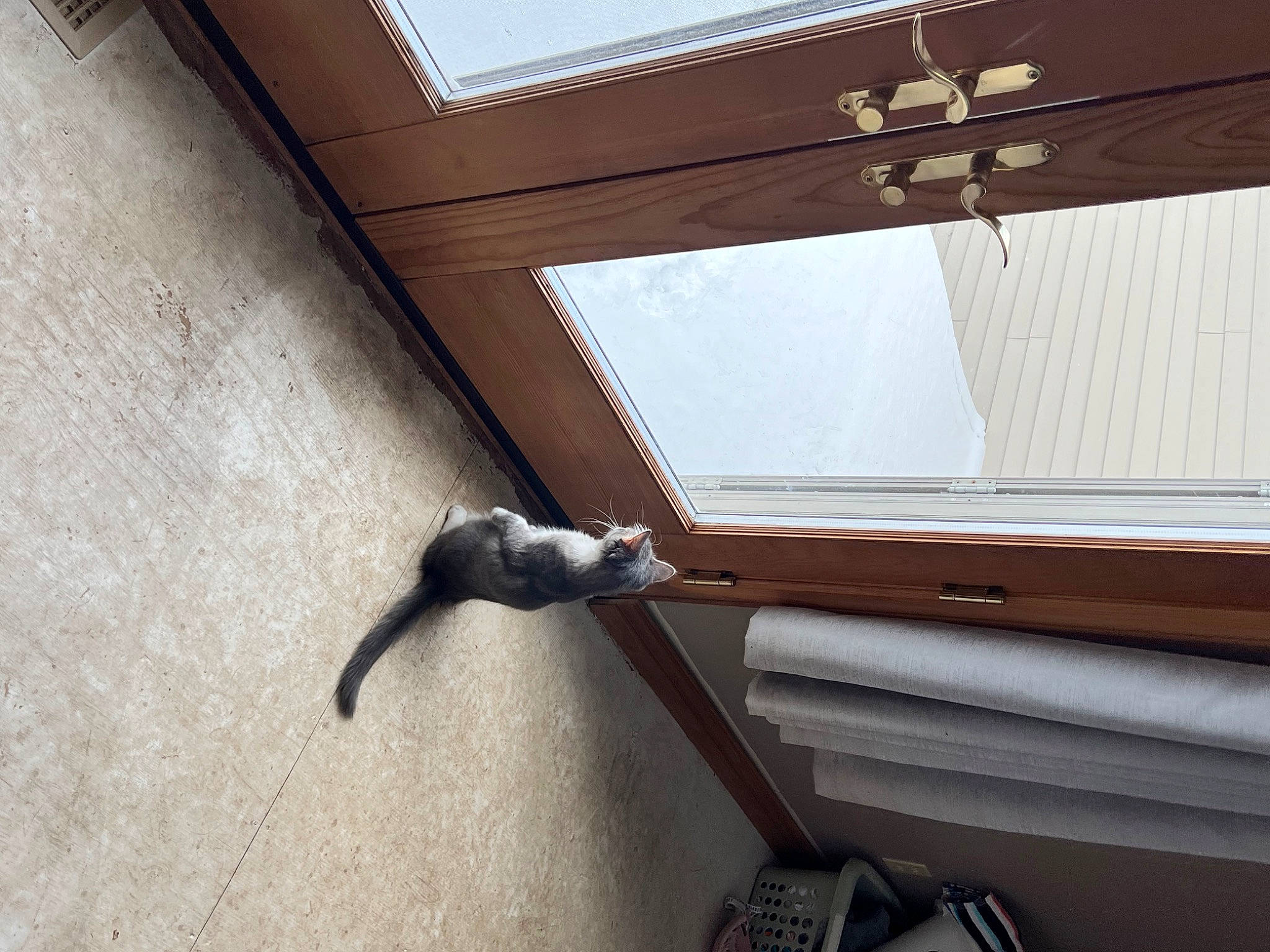 Nicklaus is registered to the contest to win money with this photo: building, carnivore, ceiling, composite_material, daylighting, felidae, fixture, flooring, hardwood, metal, molding, room, sash_window, shade, small_to_medium_sized_cats, stairs, tail, tints_and_shades, window, wood