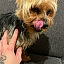 dog, tongue, licking, hand, tattoo, bracelet, couch, gray, fur, pet, indoor, animal, small_dog, canine, closeup, cute, companion, furry, domestic_animal, affection