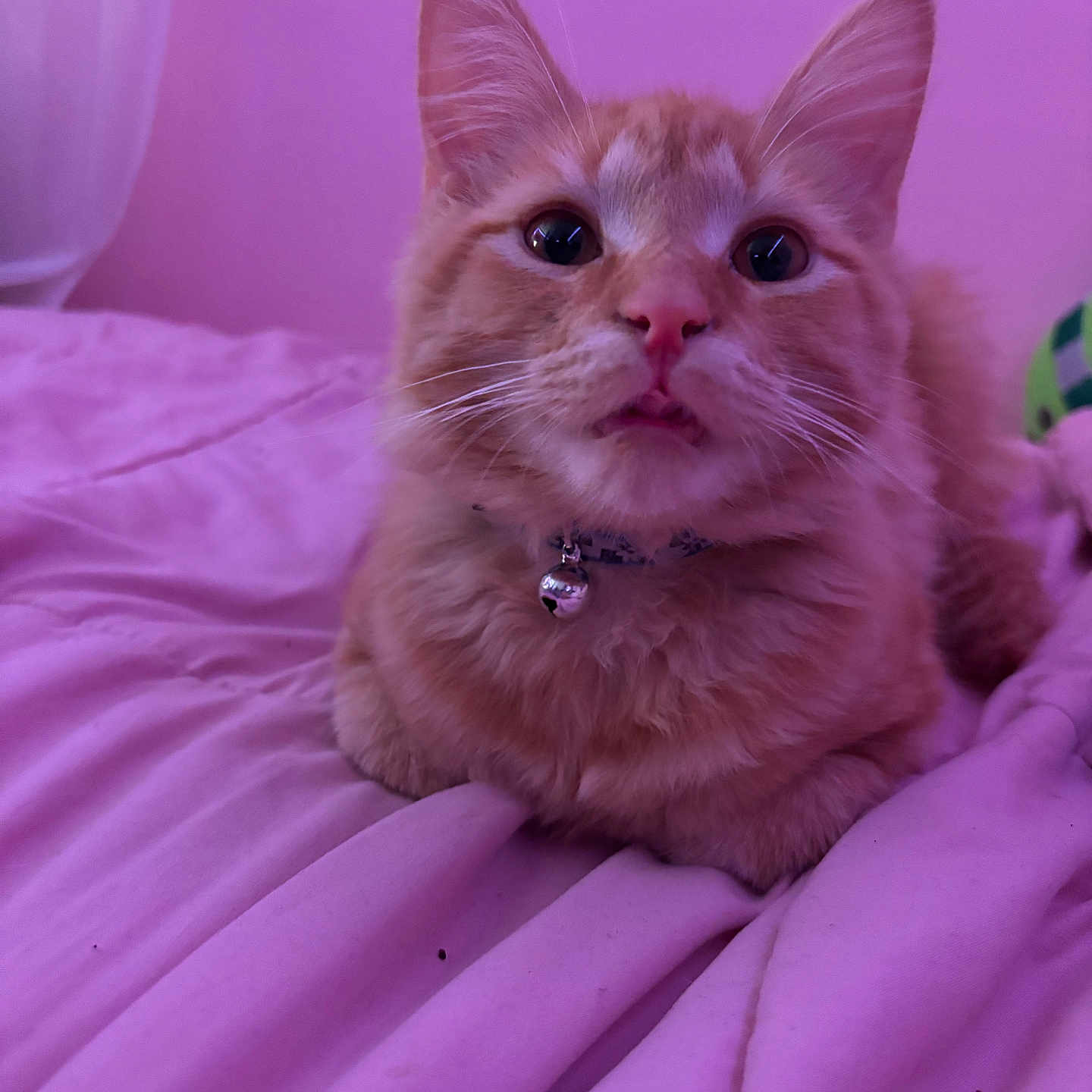 Cheeseburger is registered to the contest to win money with this photo: abyssinian, accessories, angora, animal, blanket, bodypart, cat, couch, finger, furniture, hand, hardwood, kitten, manx, mouth, person, pet, plywood, siamese, wood