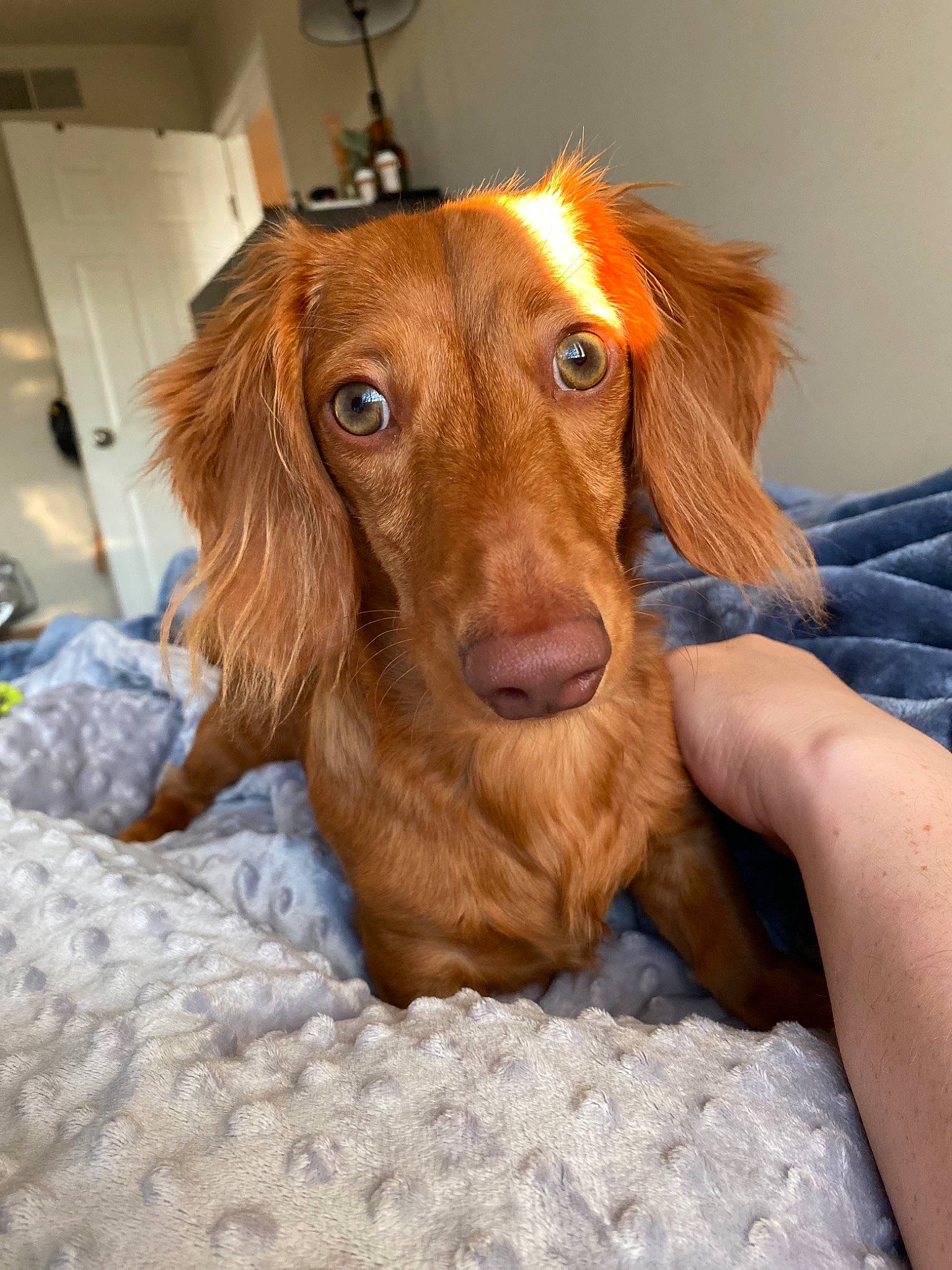 Maxwell is registered to the contest to win money with this photo: canidae, carnivore, companion_dog, dog, dog_breed, ear, fawn, fur, gun_dog, hunting_dog, jaw, liver, pet_supply, snout, spaniel, sporting_group, whiskers, working_animal