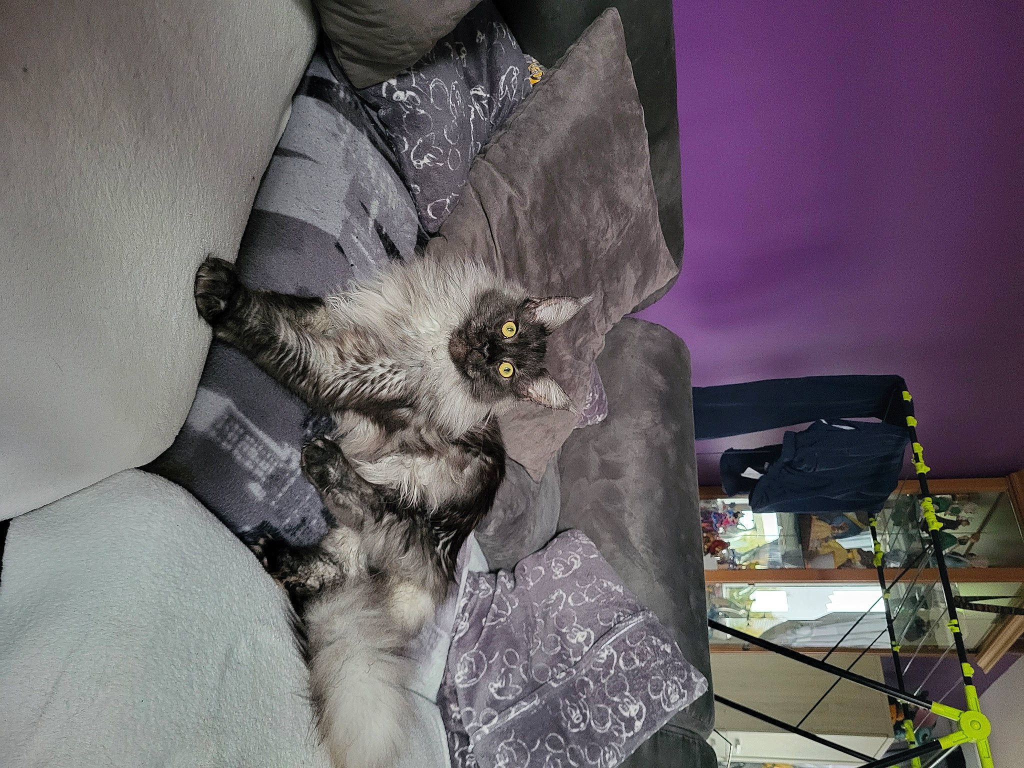 Town a rejoint le concours — aidez-le/la à gagner de superbes lots ! bed, canidae, carnivore, cat, claw, comfort, domestic_short_haired_cat, fashion_accessory, felidae, fur, grey, linens, room, sleeve, small_to_medium_sized_cats, tail, textile, thigh, tree, whiskers