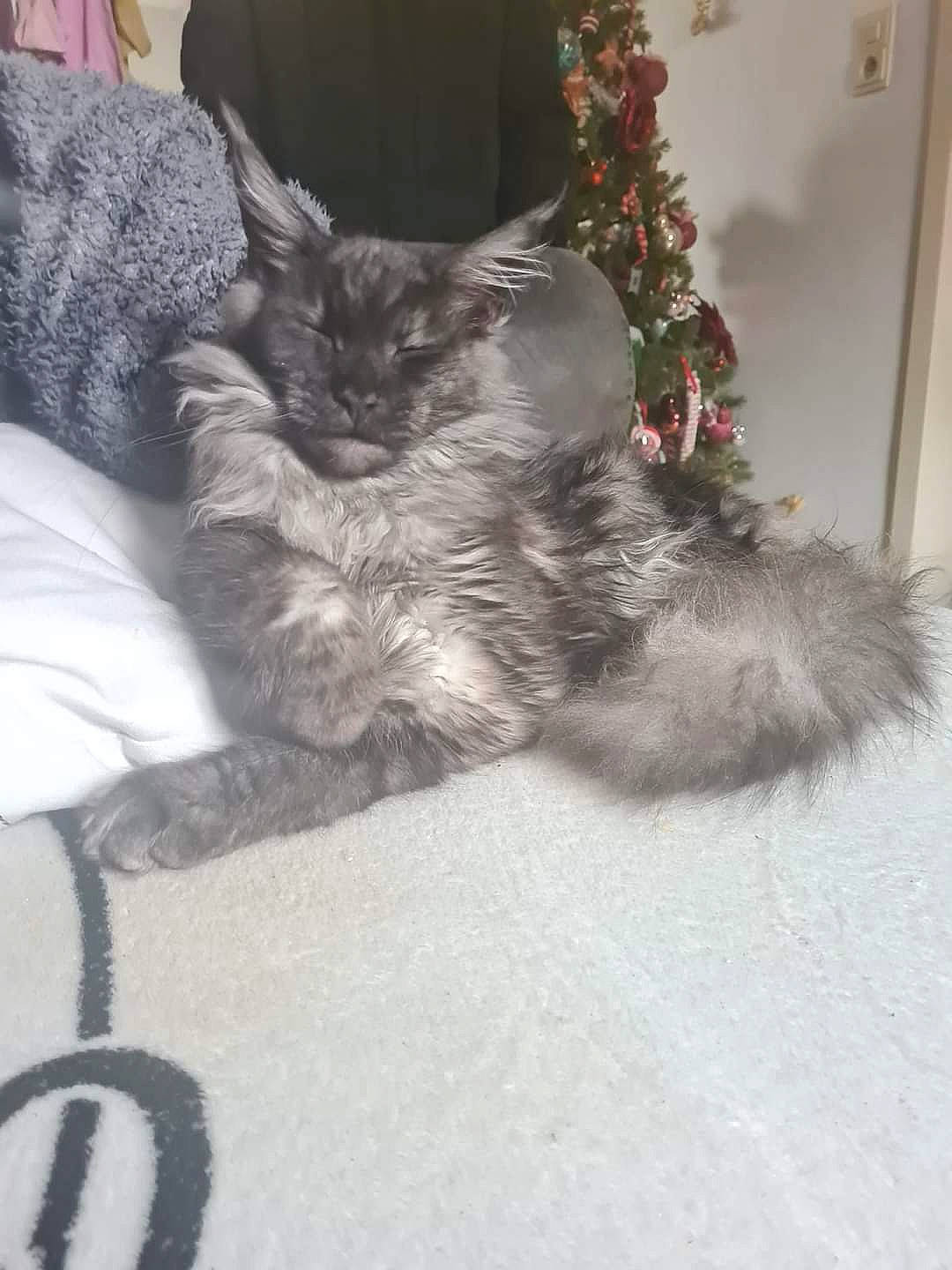 Town participe au concours pour gagner de l'argent avec cette photo : black_cat, canidae, carnivore, cat, claw, comfort, domestic_short_haired_cat, felidae, fur, grey, paw, plant, sitting, small_to_medium_sized_cats, tail, whiskers