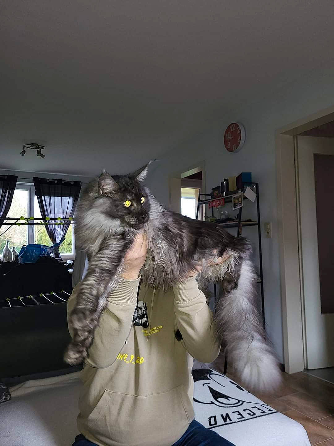 Town a rejoint le concours — aidez-le/la à gagner de superbes lots ! black_cat, british_longhair, carnivore, cat, comfort, domestic_short_haired_cat, door, felidae, fur, grey, personal_protective_equipment, picture_frame, room, small_to_medium_sized_cats, tail, whiskers, window