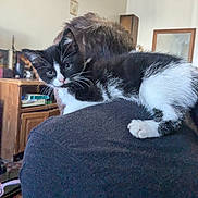 Roxy joined the competition — help win amazing prizes! kitten, cat, black_and_white, pet, indoor, person, shoulder, furniture, wooden, curious, animal, domestic, cozy, home, portrait, companion, relaxed, whiskers, fur, cute