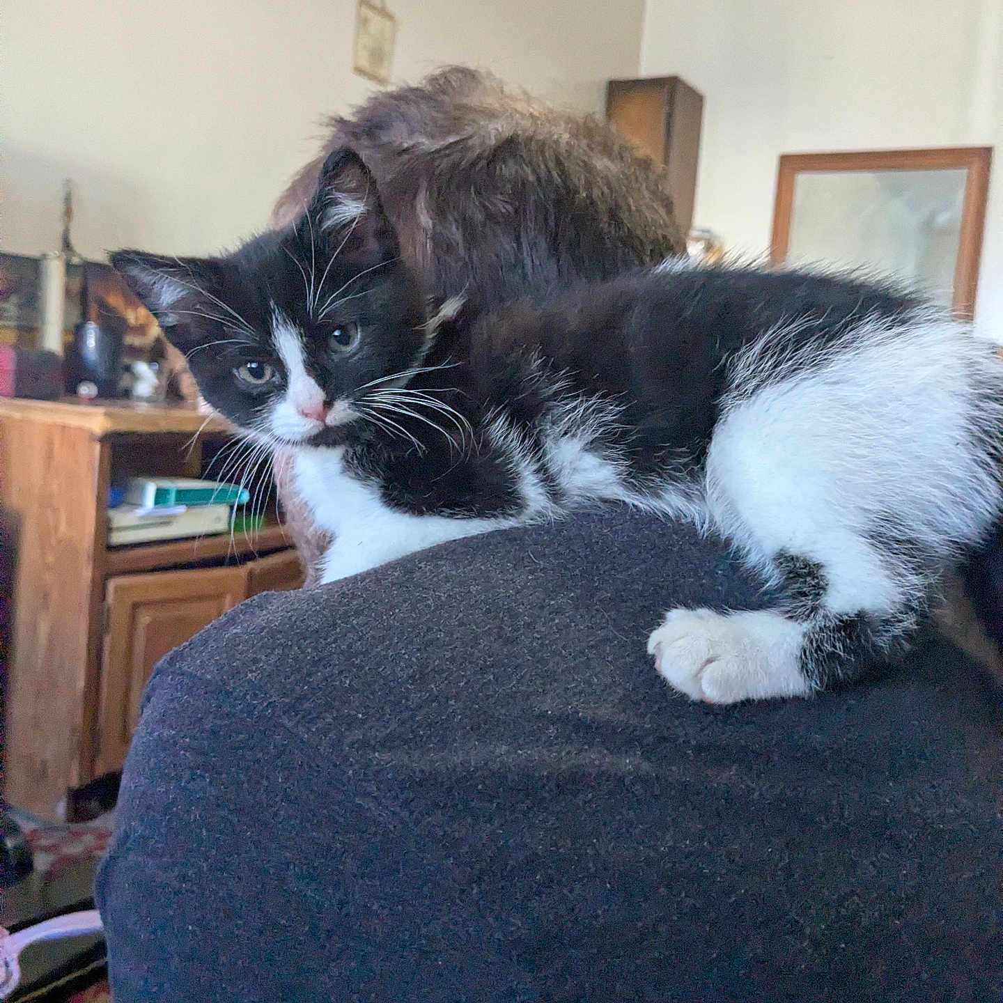 Roxy joined the competition — help win amazing prizes! kitten, cat, black_and_white, pet, indoor, person, shoulder, furniture, wooden, curious, animal, domestic, cozy, home, portrait, companion, relaxed, whiskers, fur, cute