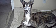 Asia joined the competition — help win amazing prizes! dog, greyhound, brindle, pet, indoor, blanket, resting, alert, ears_up, canine, animal, furniture, floor, carpet, wall, electrical_outlet, portrait, mammal, domestic_animal, laying_down