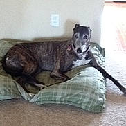 Asia joined the competition — help win amazing prizes! dog, pet, indoor, dog_bed, carpet, plaid, relaxed, resting, canine, brown, black, white, collar, stretching, floor, wall, electrical_outlet, home, animal, laying_down