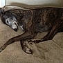 Asia is registered to the contest to win money with this photo: dog, sleeping, indoor, blanket, brown, brindle, pet, resting, cozy, canine, fur, animal, relaxed, bed, comfort, quiet, peaceful, laying, mammal, domestic