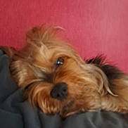Popeye participe au concours pour gagner de l'argent avec cette photo : animal, blanket, canine, closeup, companion, cozy, cute, dog, domestic_animal, fur, fur_texture, indoor, pet, pink_background, relaxing, resting, sleeping, snuggled, soft, warm