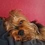 animal, blanket, canine, closeup, companion, cozy, cute, dog, domestic_animal, fur, fur_texture, indoor, pet, pink_background, relaxing, resting, sleeping, snuggled, soft, warm