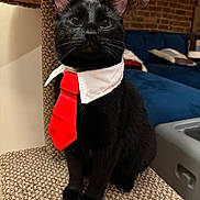 Haku is registered to the contest to win money with this photo: animal, black_cat, carpet, cat, cat_tree, collar, couch, cute, ears, eyes, feline, fur, indoor, living_room, pet, pillow, portrait, seated, tie, whiskers