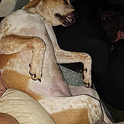 Wicket is registered to the contest to win money with this photo: dog, sleeping, indoor, relaxed, pet, lying_down, fur, animal, mouth_open, teeth, paw, human, resting, cozy, blanket, couch, closeup, cute, friendship, companion