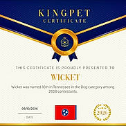 Wicket joined the competition — help win amazing prizes! award, blue, celebration, certificate, contest, document, dog, flag, formal, gold, graphic_design, kingpet, laurel_wreath, medal, pet, ranking, ribbon, tennessee, typography, wicket