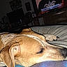 Wicket joined the competition — help win amazing prizes! bed, bedroom, brown_fur, close_up, closed_eyes, dim_lighting, dog, floppy_ears, home, indoors, nap, nose, pet, pillow, relaxed, resting, short_hair, sleeping, snout, television