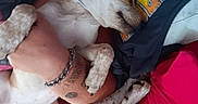Wicket joined the competition — help win amazing prizes! animal, blanket, brown_and_white, close_up, clothing, collar, cozy, cuddling, cushion, dog, fabric, home, indoors, leash, nap, person, pet, puppy, relaxed, sleeping