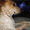 Wicket joined the competition — help win amazing prizes! alert, blanket, canine, couch, dark_room, dog, eye, floppy_ear, indoors, living_room, long_legs, nose, paws, pet, portrait, profile, sitting, snout, tan_fur, television