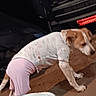 Wicket is registered to the contest to win money with this photo: dog, animal, pet, pajamas, clothing, indoor, floor, brown, white, tail, blurred, standing, light, red, fabric, cute, household, background, motion, domestic