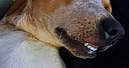 Wicket is registered to the contest to win money with this photo: dog, sleeping, closeup, brown_fur, white_fur, smile, teeth, relaxed, pet, animal, cute, face, resting, ears, canine, nose, whiskers, fur, domestic_animal, indoors