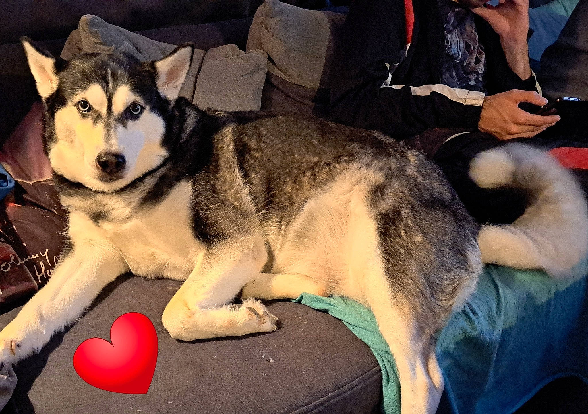 Nala a rejoint le concours — aidez-le/la à gagner de superbes lots ! ancient_dog_breeds, canidae, carnivore, companion_dog, dog, dog_breed, foot, fur, sled_dog, sporting_group, terrestrial_animal, toy, working_animal, working_dog