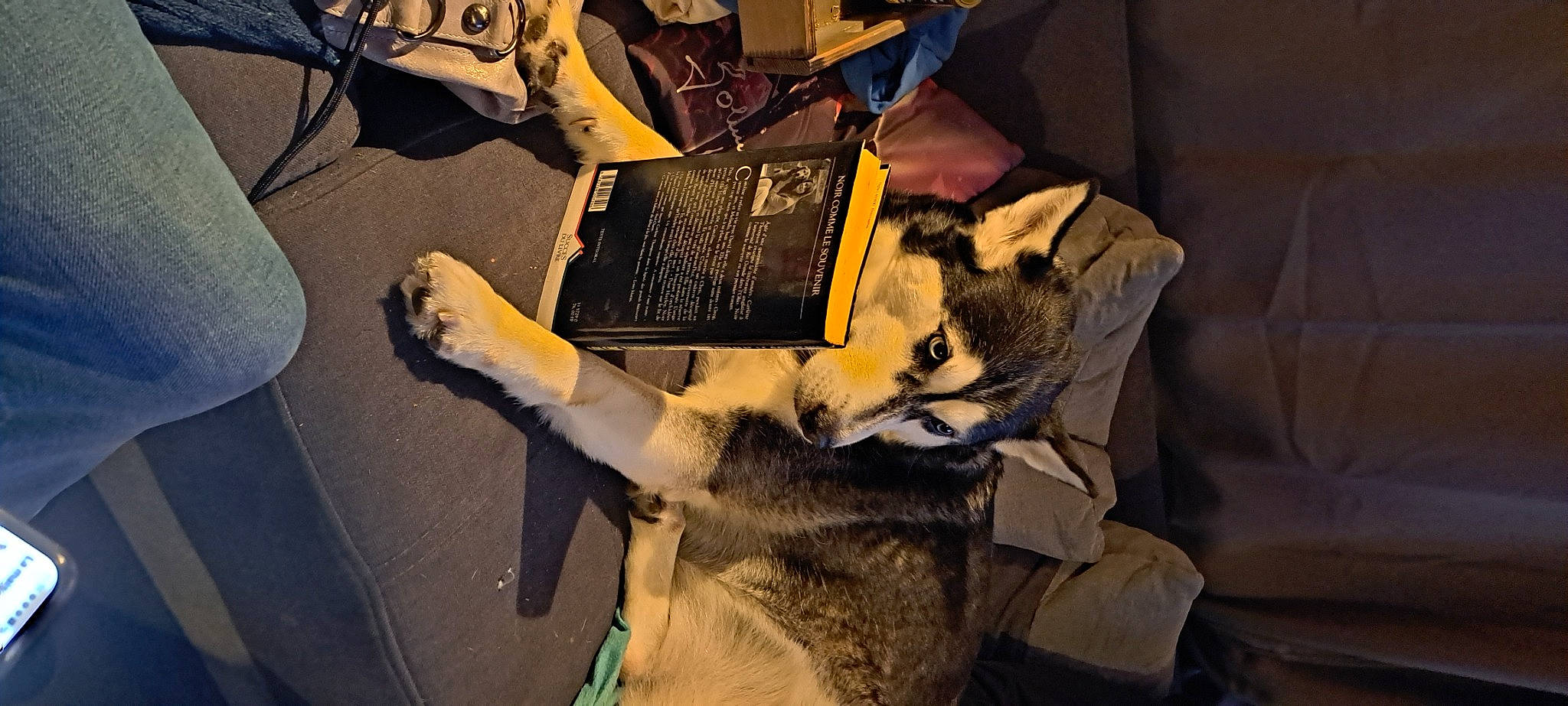 Nala participe au concours pour gagner de l'argent avec cette photo : art, carnivore, costume, eyewear, felidae, fiction, fictional_character, fur, glove, personal_protective_equipment, room, textile, whiskers