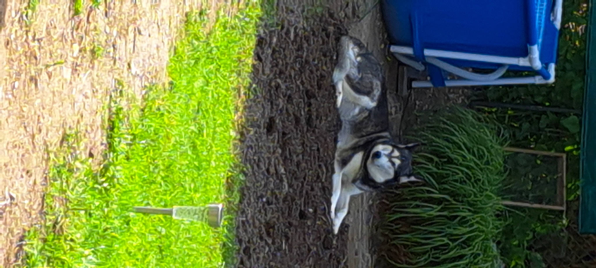 Nala a rejoint le concours — aidez-le/la à gagner de superbes lots ! art, carnivore, dog_breed, fawn, felidae, forest, fur, grass, groundcover, herb, jungle, plant, tail, terrestrial_animal, terrestrial_plant, tree, trunk, whiskers, wildlife, wood