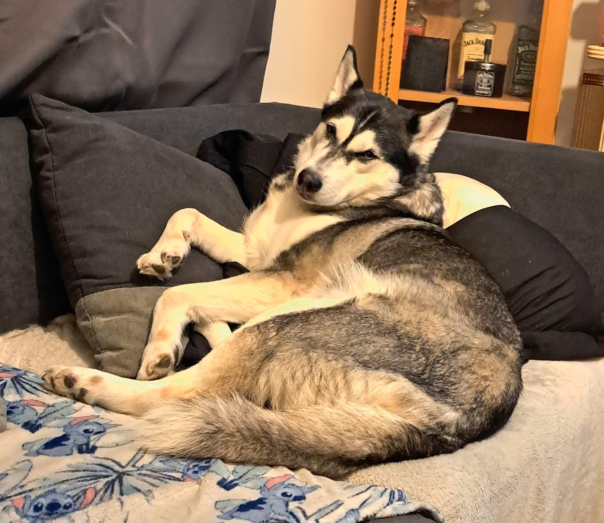 Nala a rejoint le concours — aidez-le/la à gagner de superbes lots ! carnivore, comfort, companion_dog, couch, dog, dog_breed, fur, lamp, linens, living_room, paw, room, siberian_husky, sled_dog, small_to_medium_sized_cats, sporting_group, tail, terrestrial_animal, working_animal, working_dog