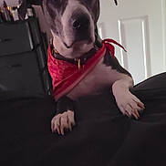 Riley is registered to the contest to win money with this photo: dog, bandana, pet, indoor, curious, black_and_white, close_up, paws, collar, door, furniture, animal, canine, looking, house, background, domestic, mammal, cute, portrait
