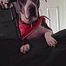 dog, bandana, pet, indoor, curious, black_and_white, close_up, paws, collar, door, furniture, animal, canine, looking, house, background, domestic, mammal, cute, portrait