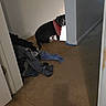Riley joined the competition — help win amazing prizes! dog, bandana, curious, hallway, clothes, carpet, indoor, corner, peeking, pet, animal, black_dog, light, shadow, pile, fabric, door, wall, floor, collar