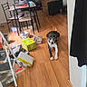 Riley is registered to the contest to win money with this photo: dog, wooden_floor, boxes, chair, table, room, clutter, indoor, pet, flooring, furniture, black_and_white_dog, plastic, paper, cardboard, door, step_ladder, cords, living_space, alert_dog