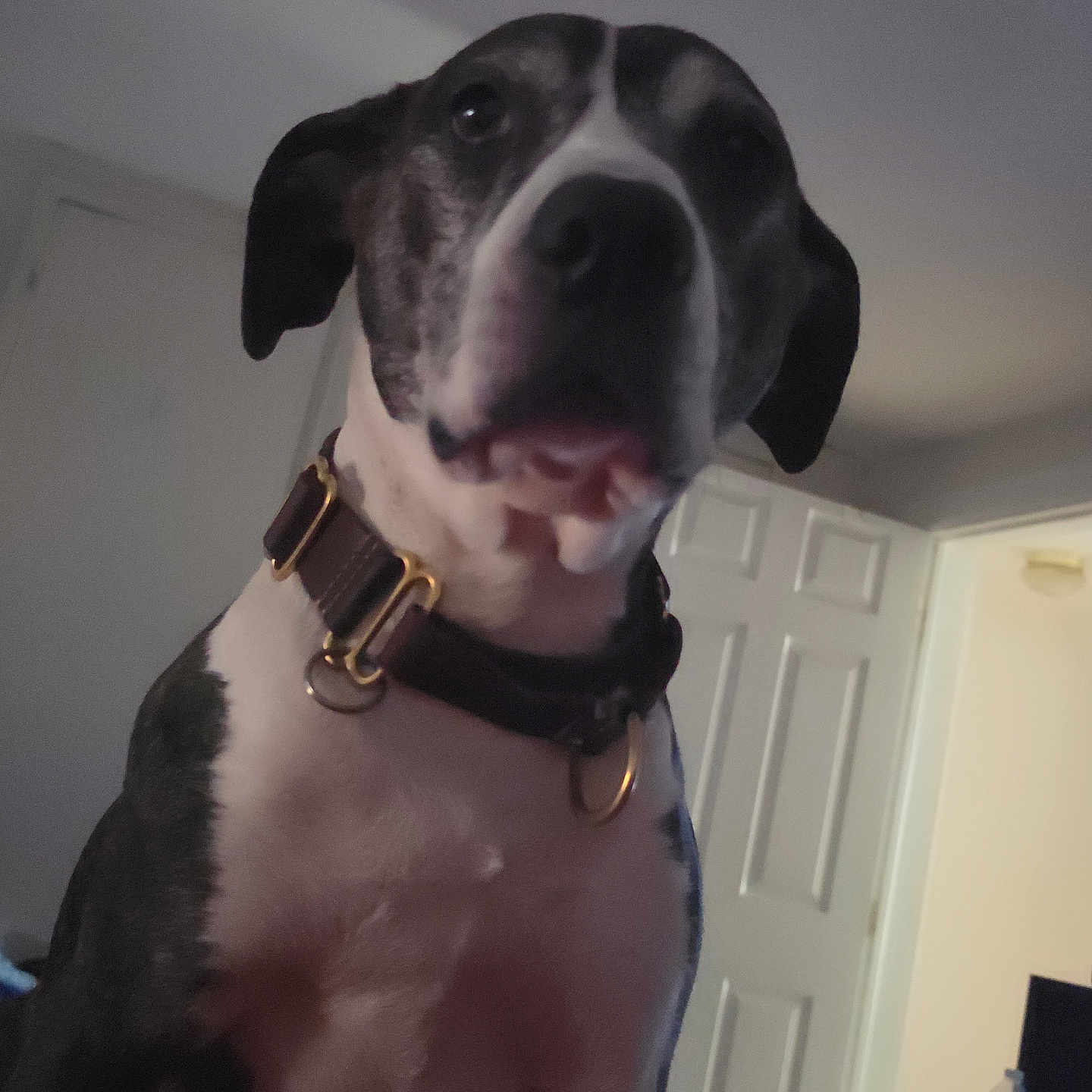 Riley joined the competition — help win amazing prizes! dog, pet, indoor, close_up, collar, black_and_white, canine, animal, curious, house, door, furniture, room, domestic, companion, portrait, looking_up, mammal, ears, snout
