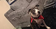 Riley is registered to the contest to win money with this photo: dog, bandana, black_rug, gray_couch, air_conditioner, living_room, furniture, pet, indoor, wall, carpet, sitting, red, black, white, textile, curtain, cozy, home, decor